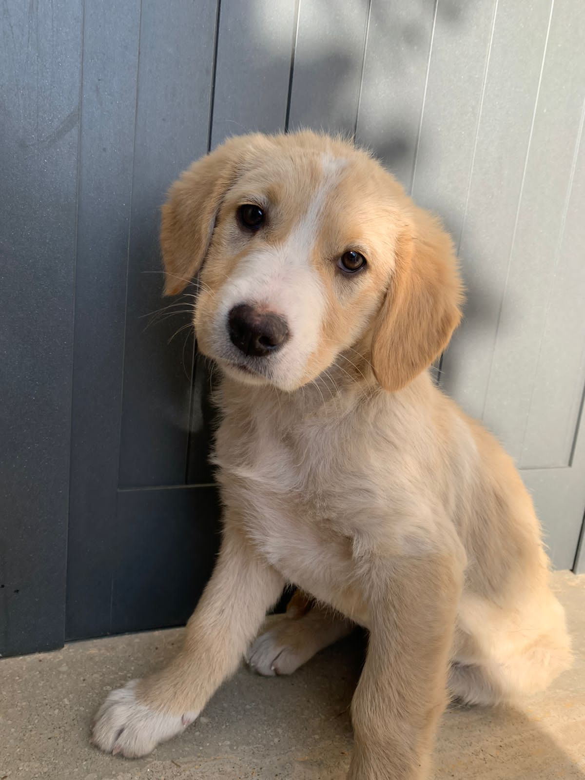 Picture of Golden Retriever puppies  will be added soon